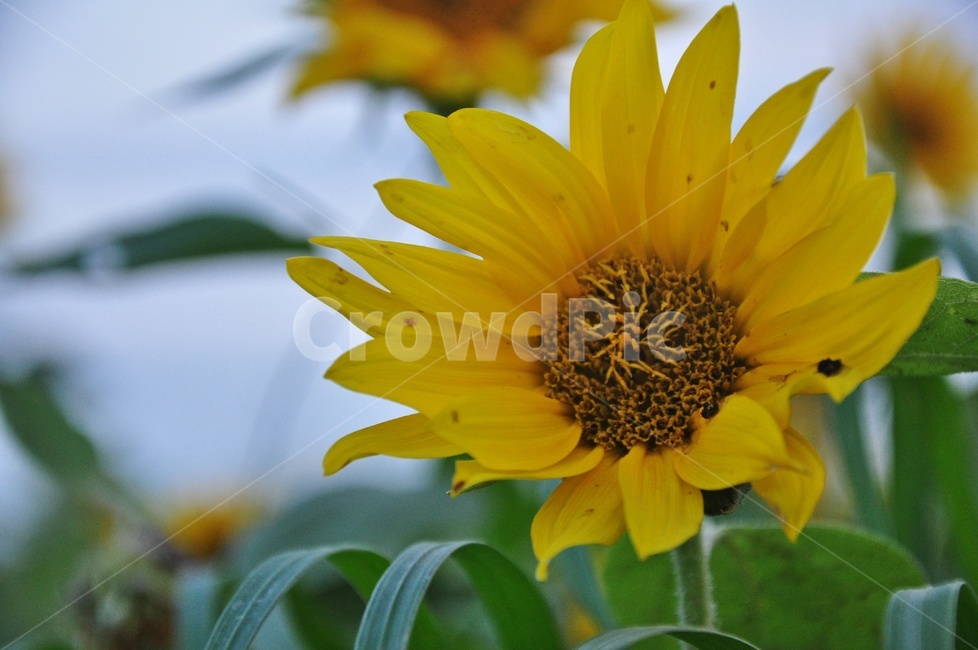 plant,식물,blossom,sunflower,해바라기,flower,꽃,여름,계절,노랑색,노랑,식물,자연,plants,nature,꽃,flower