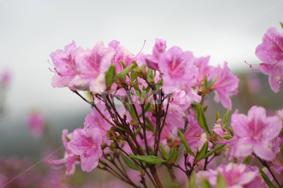 봄,비,봄비,철쭉,사랑의기쁨,봄,계절,spring,season,식물,자연,plants,nature,꽃,flower,blossom,geranium,제라늄,plant