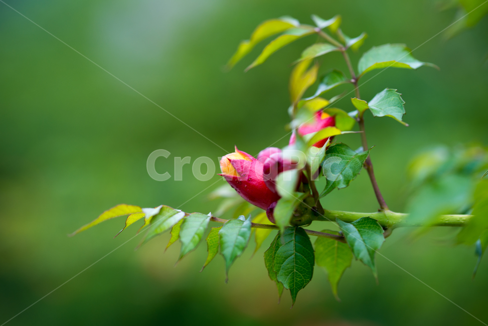 여름꽃,빨간꽃,능소화,미국,미국능소화,꽃,flower,야생화