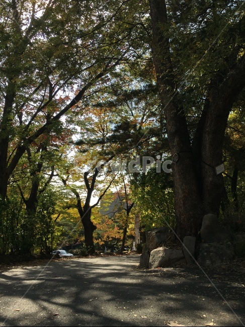 산책길,나무,풍경,가을,햇살