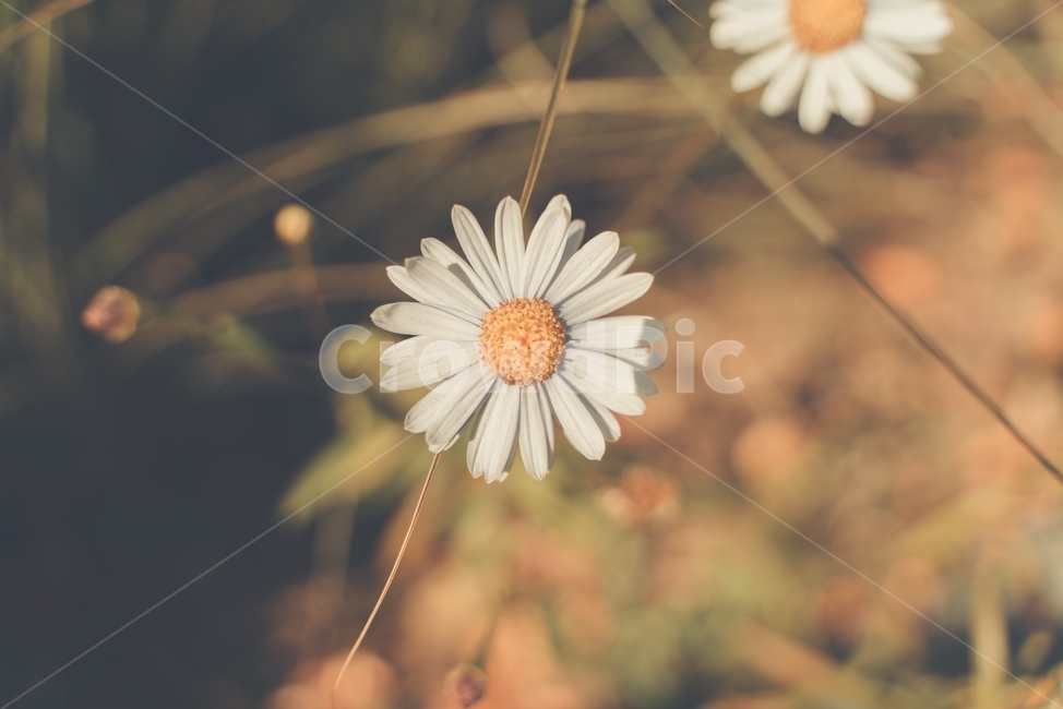 들국화,꽃,가을,감성,따뜻함,flower,fall,sensitivity,warm,camomile,가을,계절,fall,autumn,season,식물,자연,plants,nature,꽃,flower,감성,sensible,feeling,plant,blossom,daisy,데이지,daisies