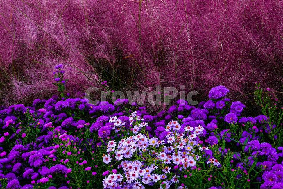 purple,보라색,plant,식물,flower,꽃,핑크뮬리,가을,꽃밭,국화