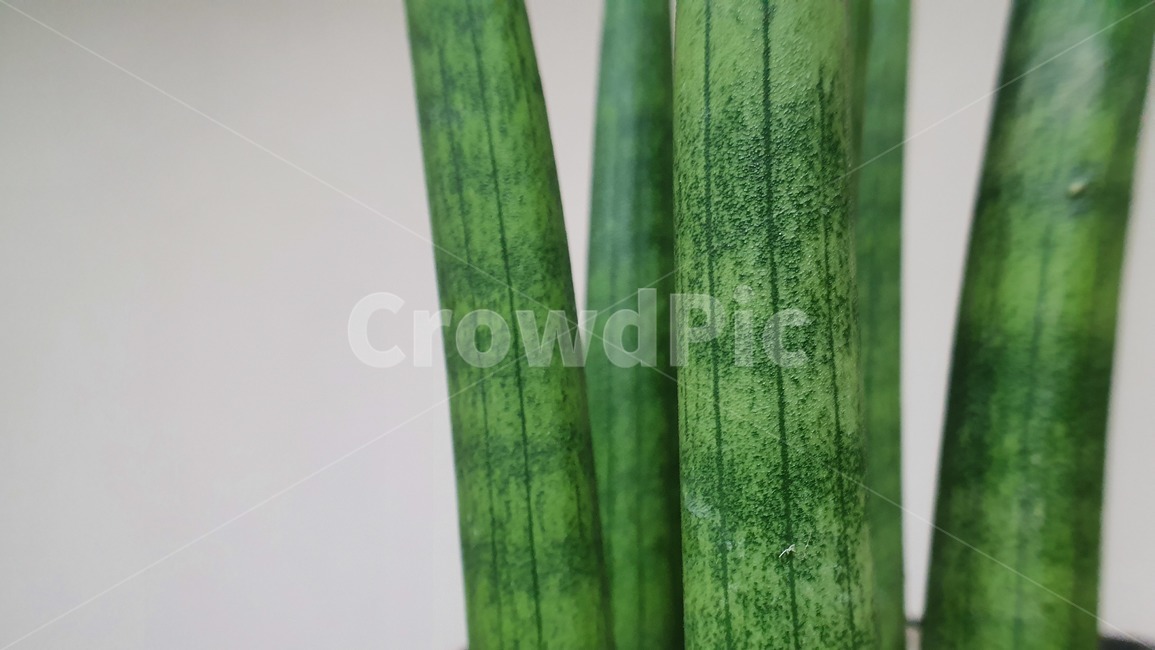 plant,식물,흰색,배경,환경