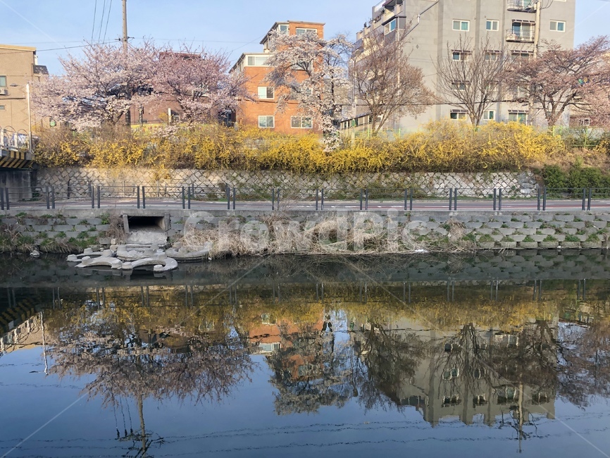 개나리,산책,봄,벚꽃,우이천,나무,봄,계절,spring,season,water,물