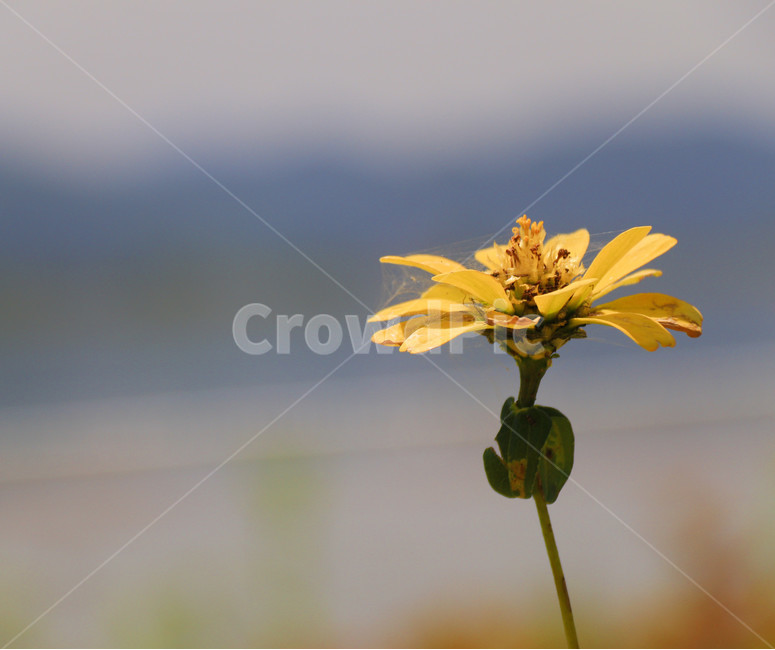 봄,야생화,봄꽃,거미줄,자연,노랑,식물,자연,plants,nature,꽃,flower