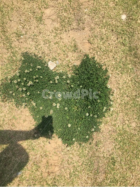 하트,사랑,그림자,네잎클로버,행운,식물,자연,plants,nature