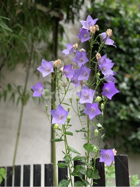 꽃,flower,식물,자연,plant,blossom