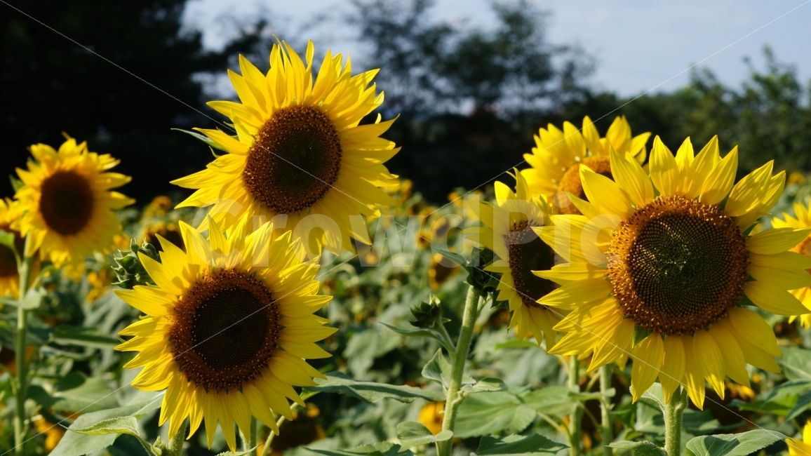 해바라기,해바라기축제,가을,꽃,식물,여름,계절,summer,season,식물,자연,plants,nature,꽃,flower,plant,blossom