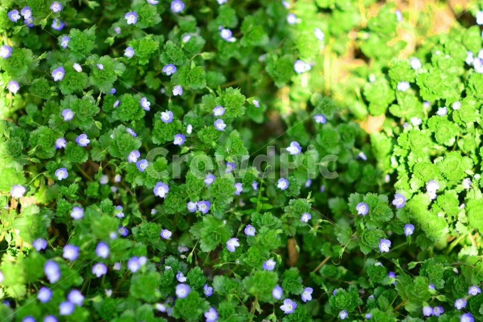 봄,spring,봄꽃,봄날씨,햇빛,꽃밭,flower,꽃,korea,southkore,풍경,풍경사진,landscape,식물,자연,plants,nature,꽃,flower