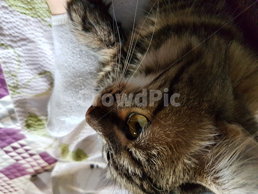 고양이,발베게고냥,청순눈빛,회색고양이,발베게,뭘보니,동물,animal,포유류,mammal,고양이,cat,kitten,kitty