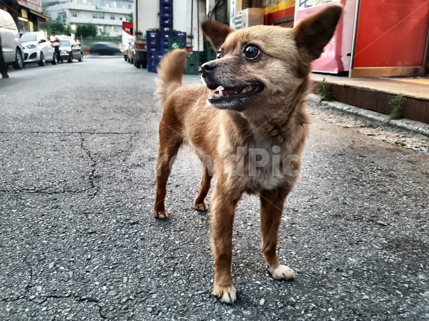 모델,포즈,강아지,프로,먼산,개,동물,동네,길가,조화,일상,model,pose,dog,pro,distanthill,animal,village,street,balance,daily,동물,animal,포유류,mammal,개,강아지,dog,doggy