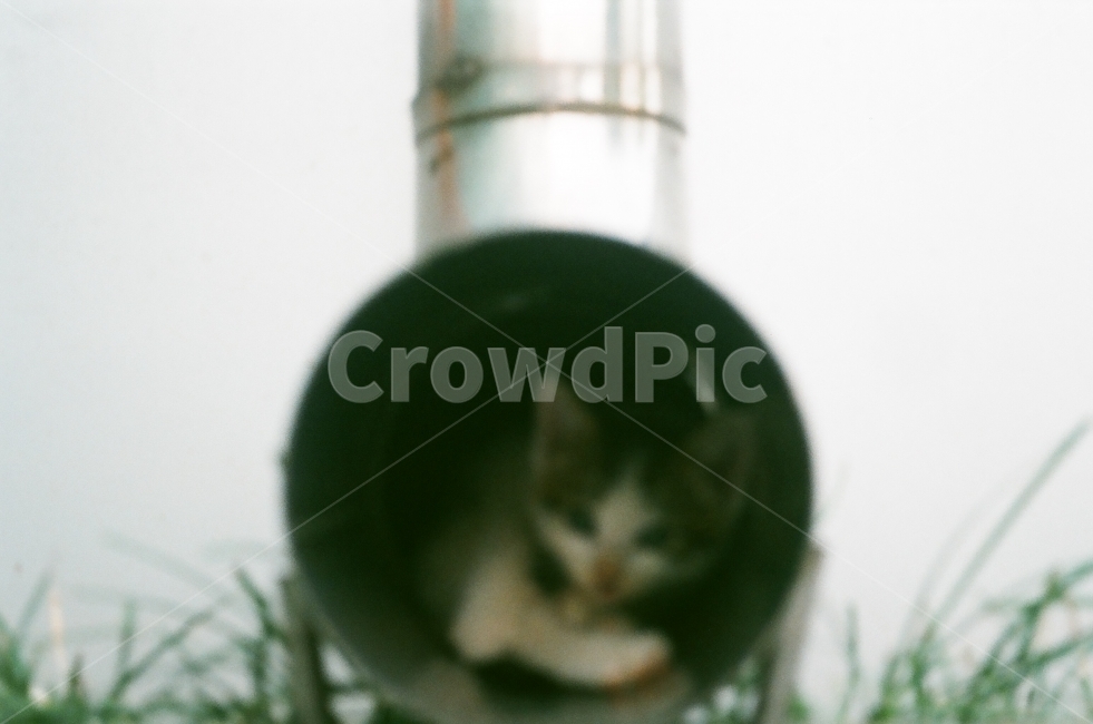 고양이,새끼고양이,필름,동물,자연,동물,animal,포유류,mammal,고양이,cat,kitten,kitty,감성,sensible,feeling