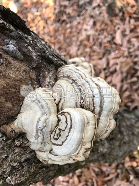 Medicinal mushrooms,wild mushrooms,horseshoe mushroom,terminal mushroom