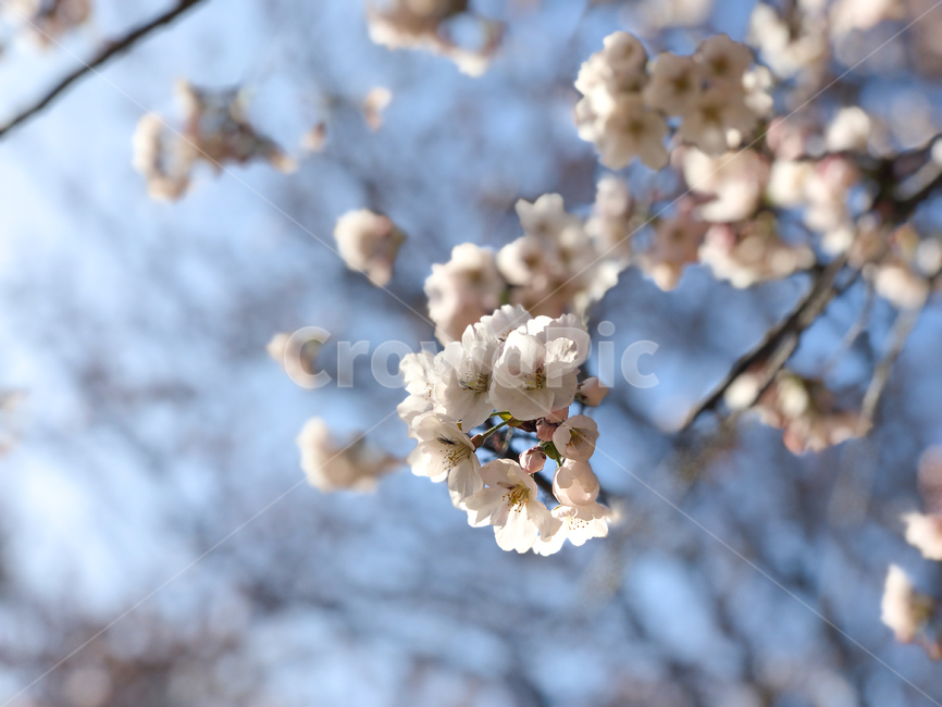 벚꽃,cherryblossom,체리블라썸,벚꽃나무,한국벚꽃,blossom,flower,꽃,blooming