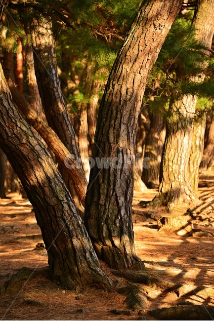 tree,나무,plant,식물,treetrunk,나무줄기,outdoors,옥외,경주,배동,삼릉,삼릉소나무,소나무