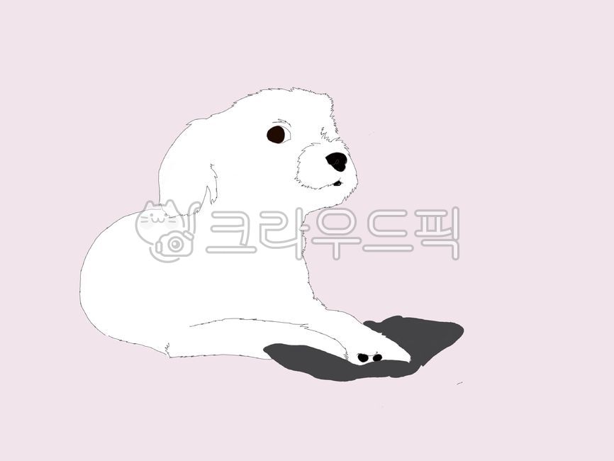 강아지,째려보기,동물,말티즈,귀여움,두부,개