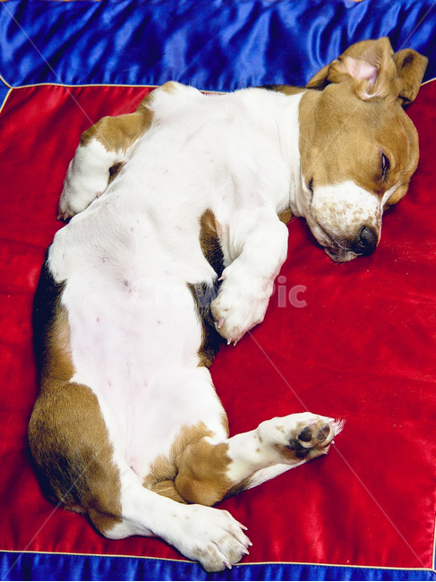 honeysleep,petdog,puppy,animal,sleepdream,꿀잠,애완견,반려견,강아지,동물,잠꿈