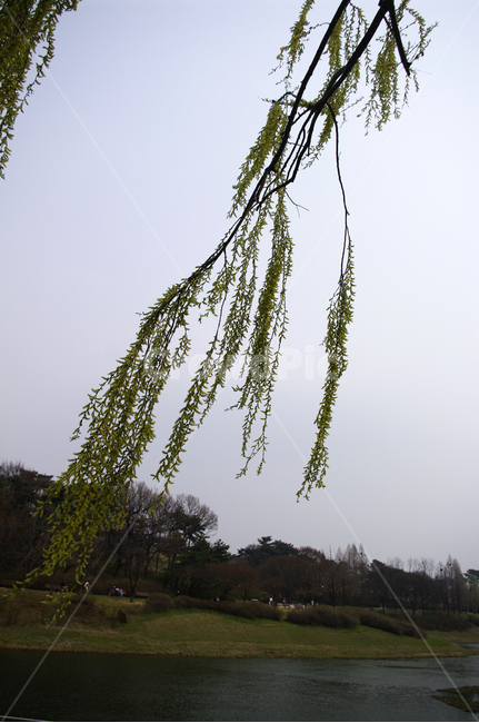 나무,공원,식물,plant,호수,봄,spring,계절,식물,자연,plants,nature