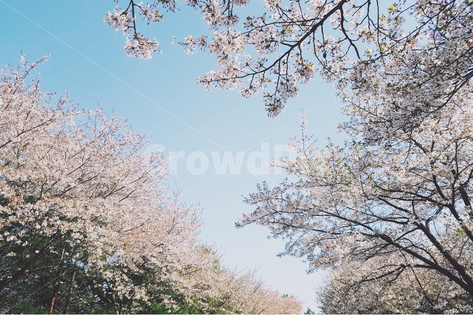 자연,봄,꽃,벚꽃,식물,flower,nature,spring,봄,계절,spring,season,자연,풍경,nature,landscape,식물,plants,꽃,flower,감성,sensible,feeling,plant,cherry blossom,blossom