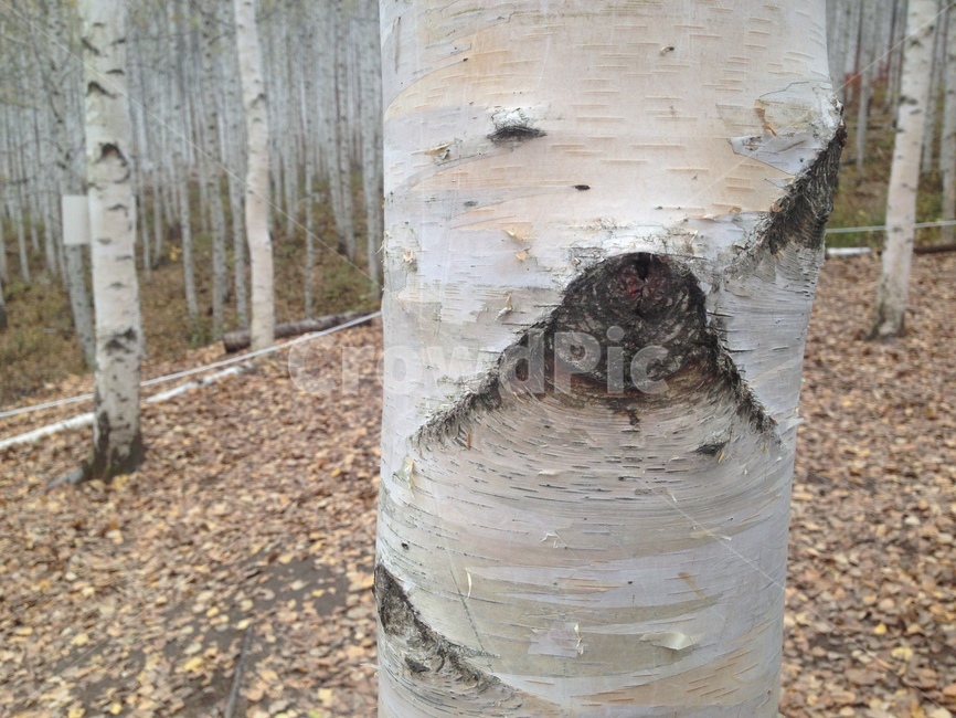 자작나무,나무옹이,나무무늬,나무,나무디테일,풍경,식물,tree,plant