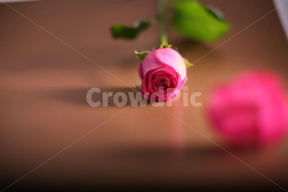 장미,분홍장미,꽃,flower,감성사진,아름다운,식물,자연,꽃,flower