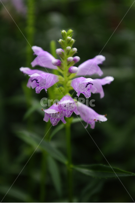 꽃,flower,식물,plant,꽃범의꼬리,식물,자연,plants,nature,꽃,flower