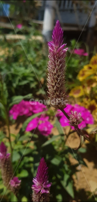 식물,꽃,flower,접사,화단