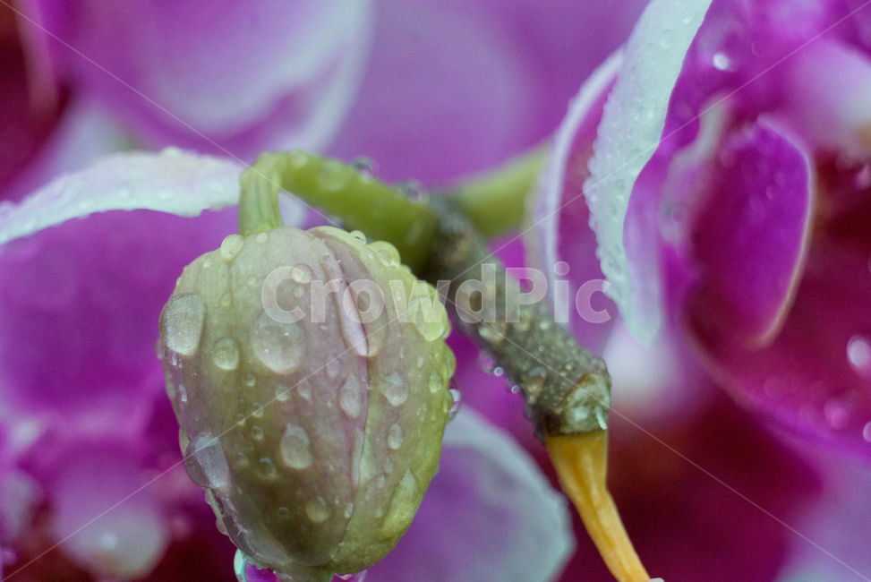 호접란,서양난,꽃,접사,생화,화분,plant,nature,flower,초접사