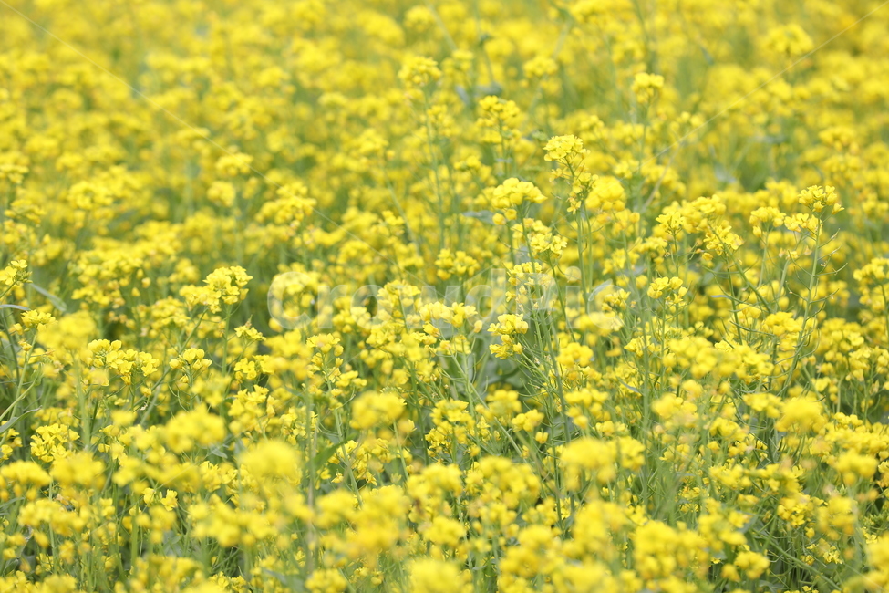 유채,유채꽃,꽃,봄,풍경,시골,자연,봄풍경,봄,계절,spring,season,식물,자연,plants,nature,꽃,flower