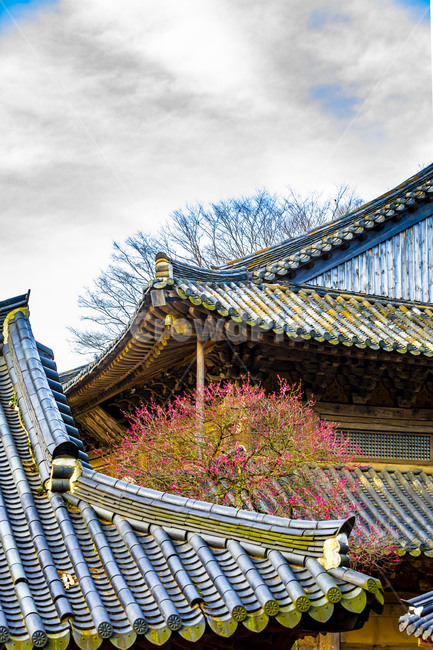 화엄사,문화유산,사찰,인간,봄,기와,풍경,숲,human,감성,홍매화,흑매화,지붕,roof,전통건축물