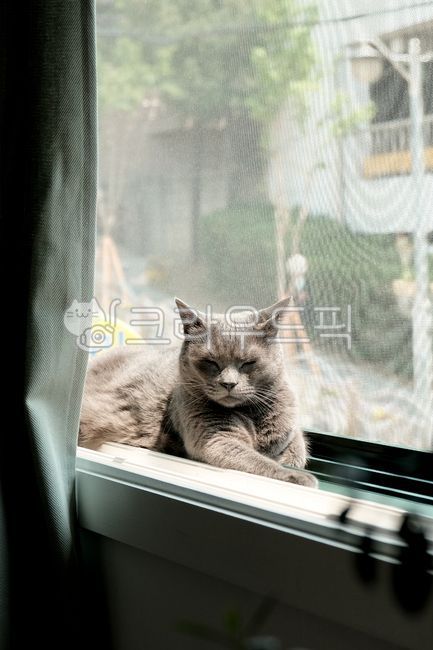 고양이,러시안블루,잠자는고양이,창문,햇살,cat,russianblue,window