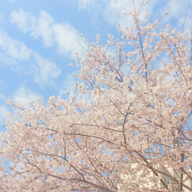 벚꽃,봄,핑크,풍경,하늘,꽃,봄,계절,spring,season,plant,식물,flower,blossom