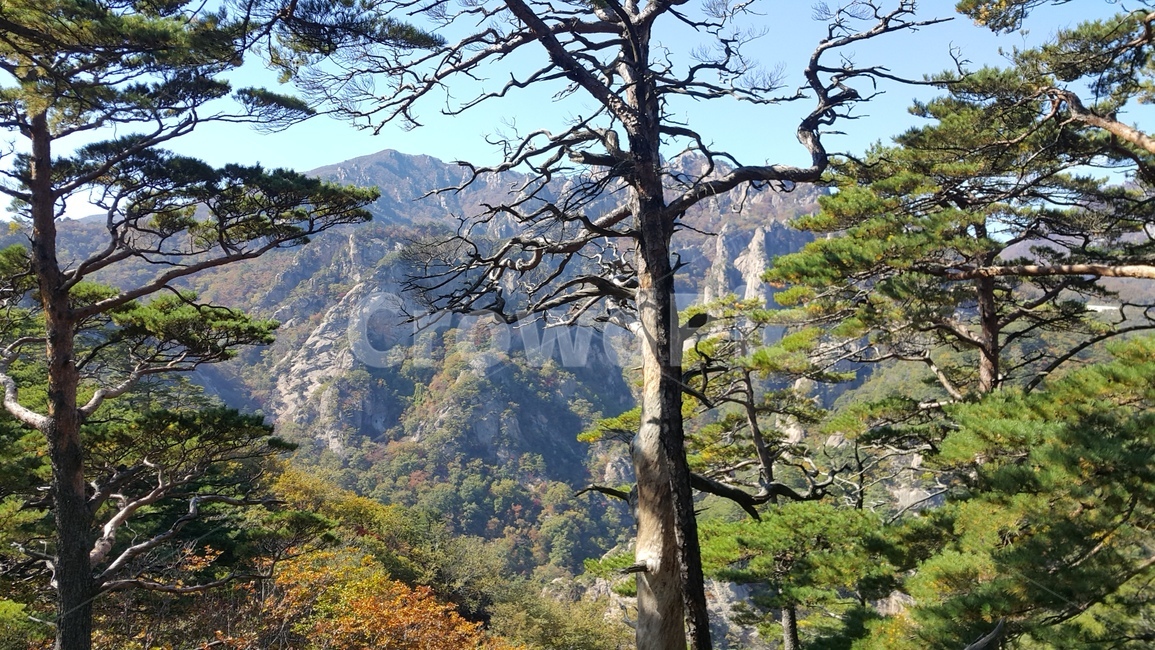 설악산,만경대,주전골,금강문,가을단풍,단풍,화려,국립공원,설악산국립공원,탐방,가을,계절,fall,autumn,season,tree,나무,plant,식물,tree trunk,나무 줄기