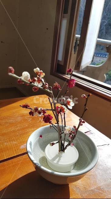 다기,봄,꽃,차,햇살,매화,생명력,flower,ikebana,꽃꽂이,식물,pottery,병장식,vase,도기류,jar