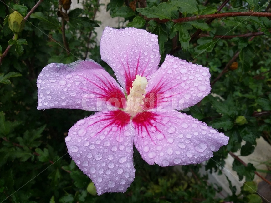 꽃,식물,flower,plant,무궁화,식물,자연,plants,nature,꽃,flower