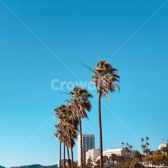 야자수,식물,tree,나무,풍경
