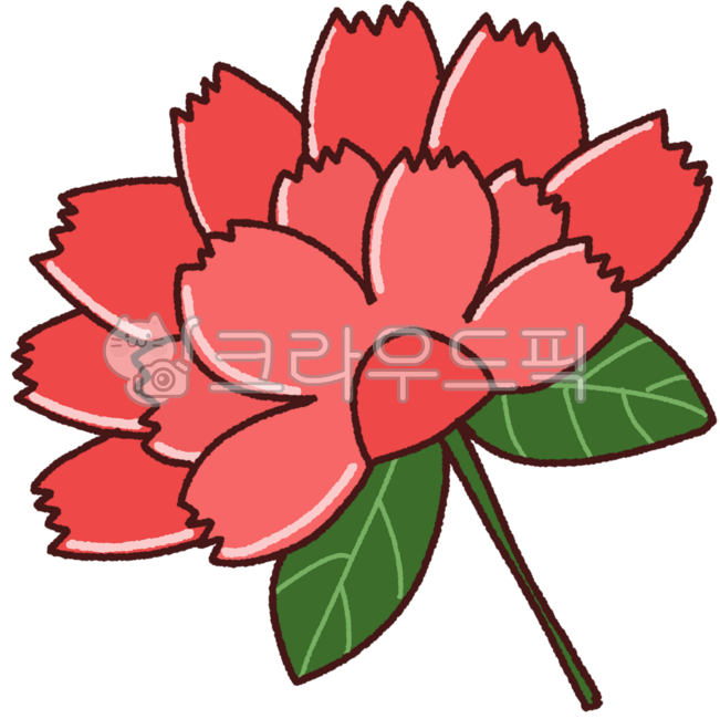 Carnation,flower,Parents' Day,Teachers' Day,corsage,brooch