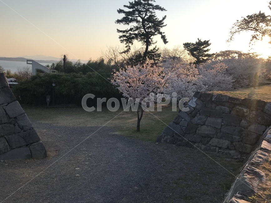 벚꽃,나무,풍경,꽃놀이,해질녘,봄,계절,spring,season,plant,식물