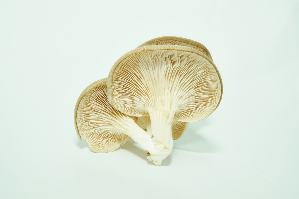느타리,버섯,식물,식품,음식,식재료,plant,fungus,자연,nature,버섯,mushroom,음식,식재료,요리,food,cook,meal,dishes,food reserves