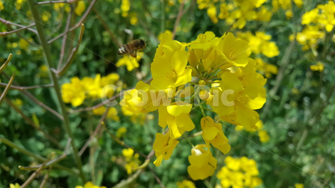 유채꽃,outdoors,옥외,nature,자연,farm,식물,plant