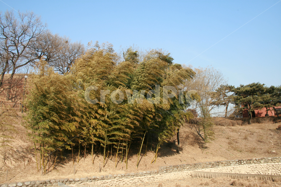 풍경,나무,겨울,대나무,식물,하늘,겨울,계절,winter,season,자연,풍경,nature,landscape,tree,plant