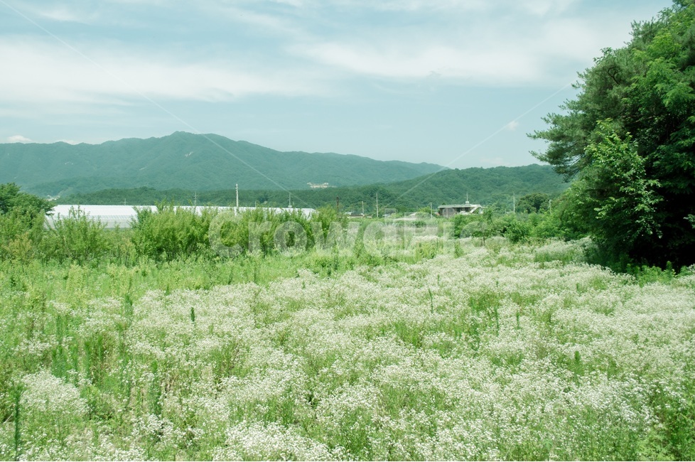 풍경사진,풍경,꽃,flower,사진,자연,풍경,nature,landscape,한국자연풍경,한국자연경관,korea nature landscape,식물,plants,꽃,flower,field,들,grassland,목초지,outdoors,옥외,farm,농장,rural,농촌