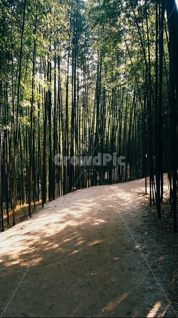 자연,경관,나무,대나무,공원,자연,풍경,nature,landscape,plant,식물