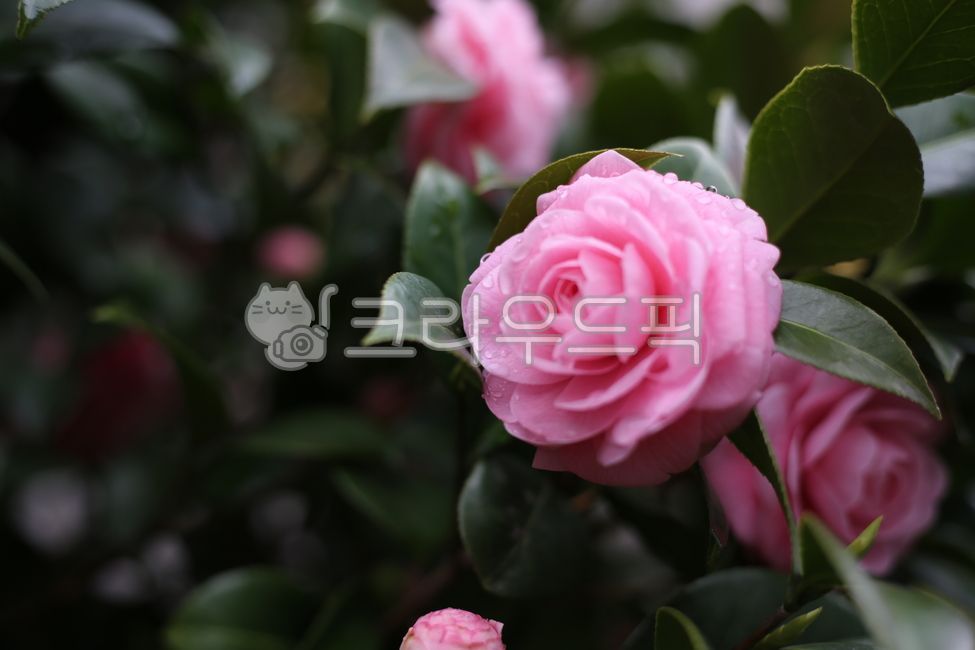 camelia,After the rain,camellia flower,pink camellia flower,pinkcamelia,pink flower,camellia,pink camellia,flower