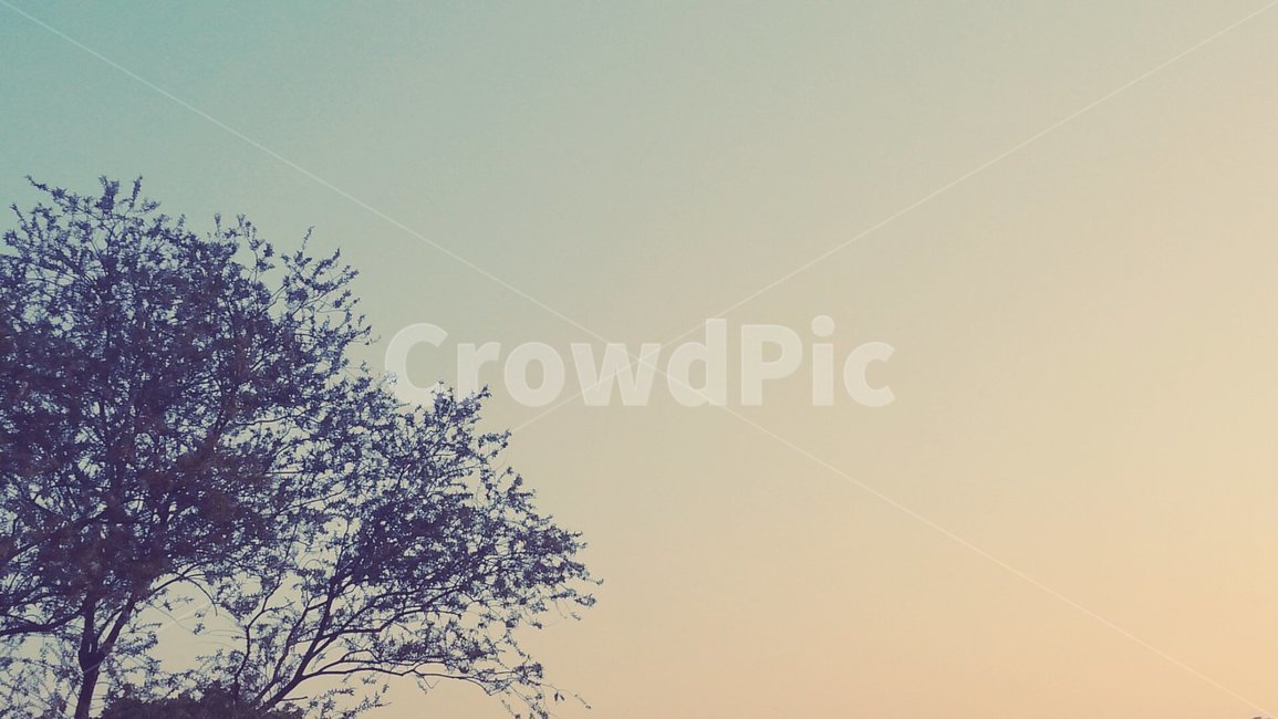 나무,노을,해질녘,나뭇잎,생각,감성,자연,풍경,nature,landscape