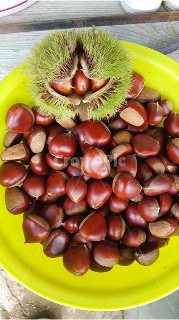 밤,가을,밤송이,추석,알밤,나무,밤나무,수확,먹다,음식,제사,roastchestnuts,CHESTNUTS,chestnutstree,fall,명절,한국,tree,Harvest,Holiday,food,eat,가을,계절,fall,autumn,season,음식,식재료,요리,food,cook,meal,dishes,food reserves,plant,식물
