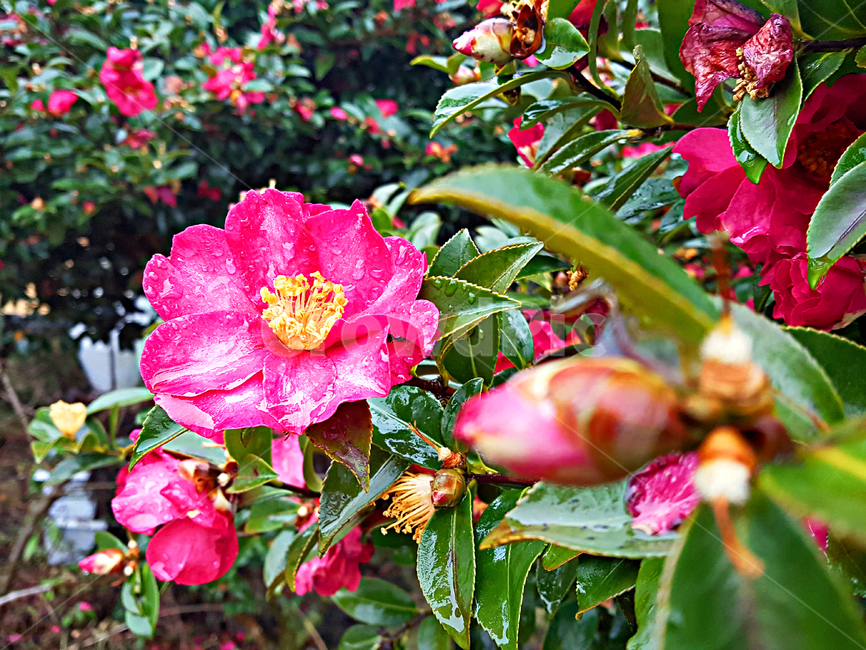 동백꽃,꽃,flower,제라늄,geranium,blossom,식물,plant