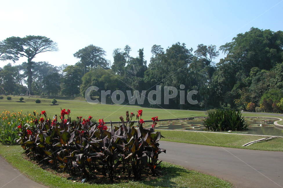 인도네시아,보고르,보고르식물원,꽃,나무,indonesia,bogor,bogorbotanicgarden,flowers,trees,flower,tree