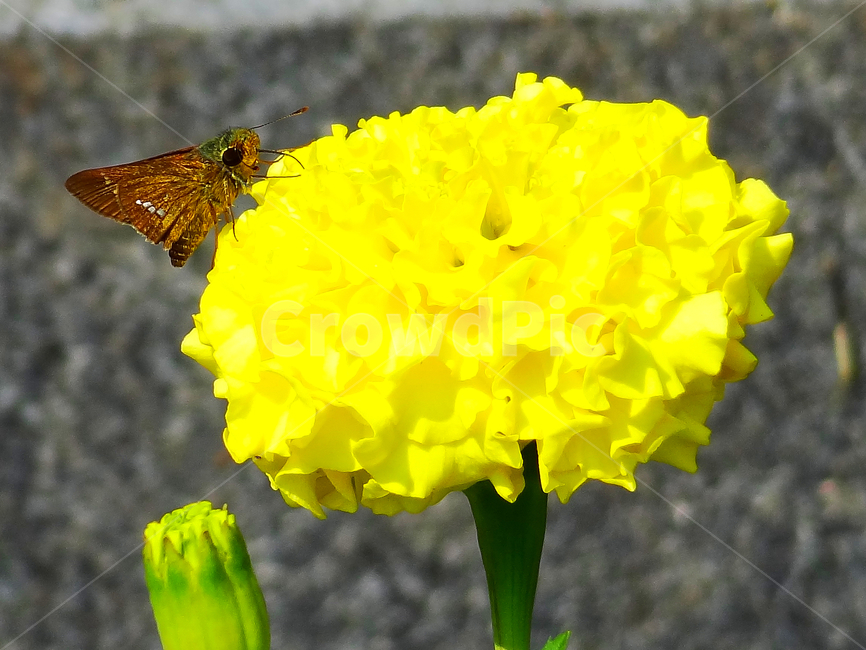 가을,국화,곤충,나비,나방,노란색,식물,botany,insect,yellow,flower,autumn,식물,자연,plants,nature,꽃,flower