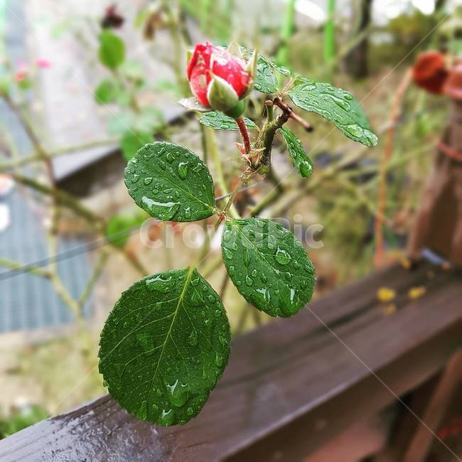꽃,풍경,자연,background,비,flower,spring,rain